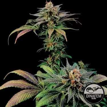 Blue Widow marijuana plant