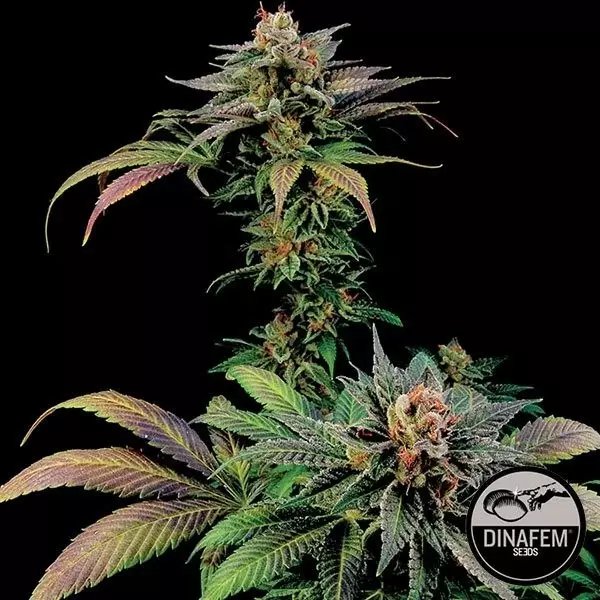 View Blue Widow marijuana plant
