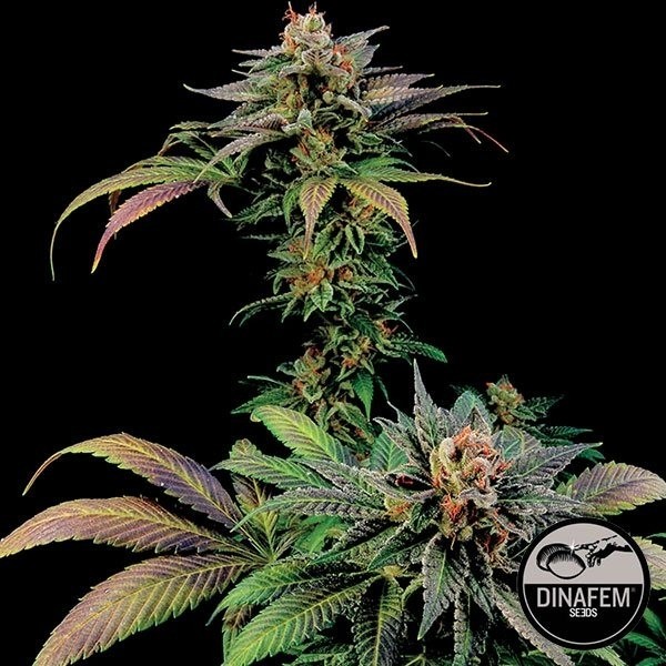 Blue Widow de Dinafem semillas feminizada - Grow Barato