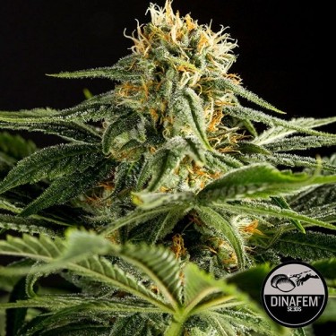 California Hash Plant de Dinafem feminizada - Grow Barato