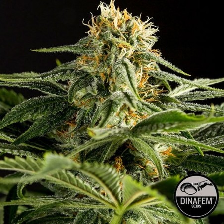 California Hash Plant de Dinafem feminizada - Grow Barato