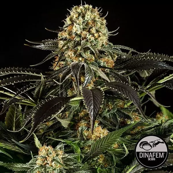 View White Siberian cannabis plant