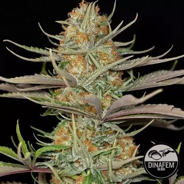 Sweet Deep Grapefruit marijuana plant