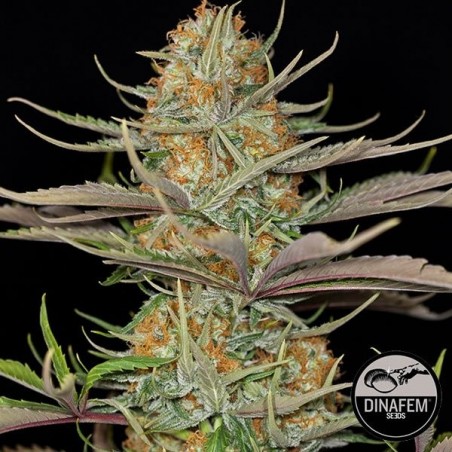 Sweet Deep Grapefruit de Dinafem feminizada - Grow Barato