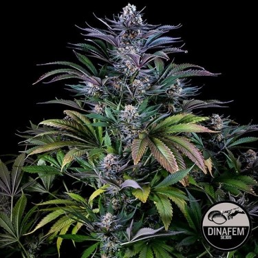 Super Silver de Dinafem feminizadas - Grow Barato