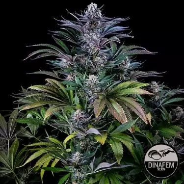 Super Silver de Dinafem feminizadas - Grow Barato
