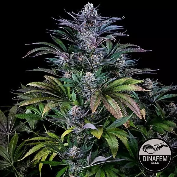 Super Silver de Dinafem feminizadas - Grow Barato