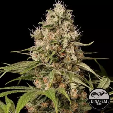 Shark Shock CBD de Dinafem feminizada - Grow Barato