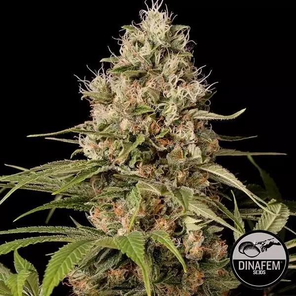 View Shark Shock CBD cannabis plant