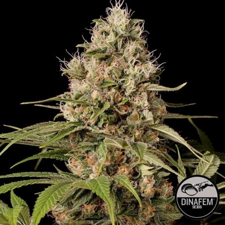 Shark Shock CBD de Dinafem feminizada - Grow Barato