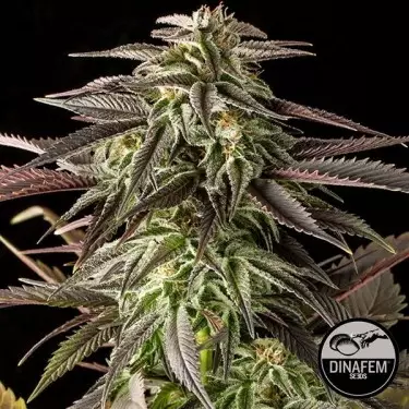 Blue Cheese cannabis plant