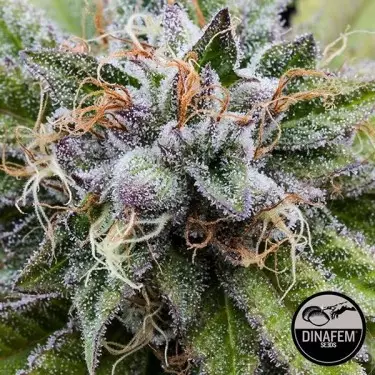 Bubba Kush cannabis plant