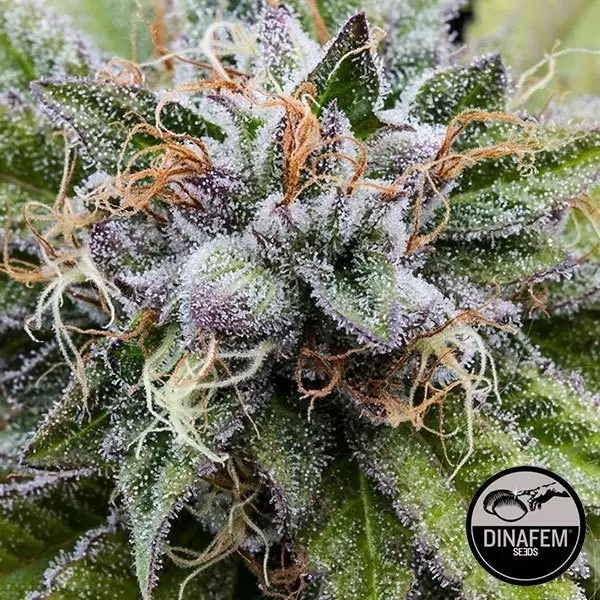 Bubba Kush cannabis plant