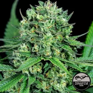 Cheese CBD 100% feminizada de Dinafem - Grow Barato