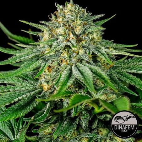 Bubba Kush CBD