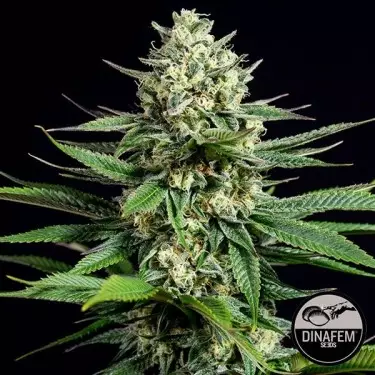 Og Kush CBD Cannabis Plant