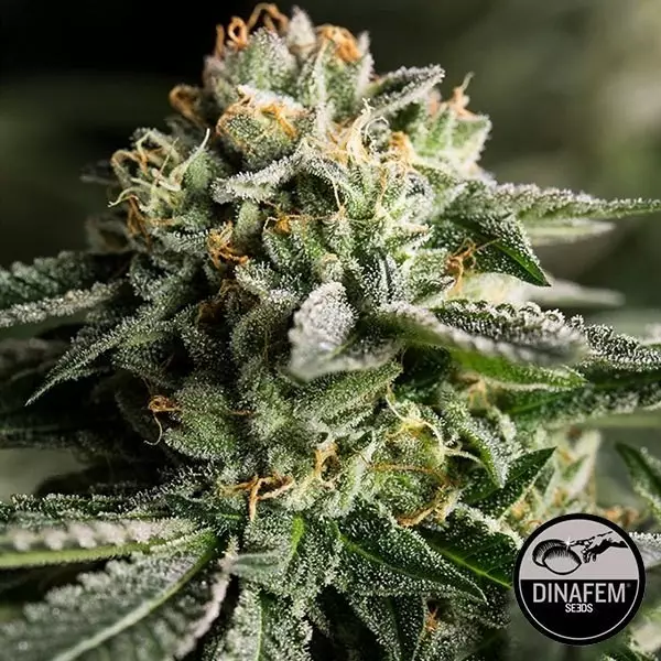 View Remo Chemo Cannabis Plant