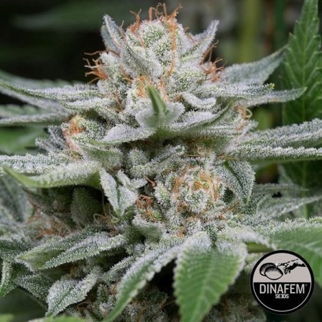 Gorilla variedad feminizada de Dinafem - Grow Barato