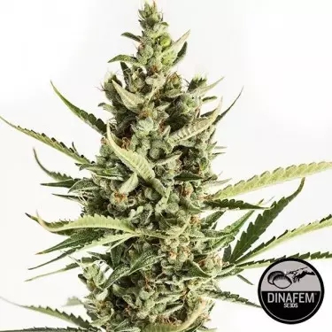 Amnesia XXL Autoflowering