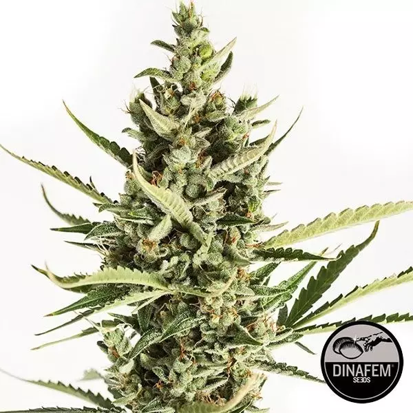 View Amnésia XXL Autoflorescentes