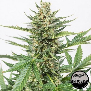 Cheese XXL Autoflowering cannabis plant