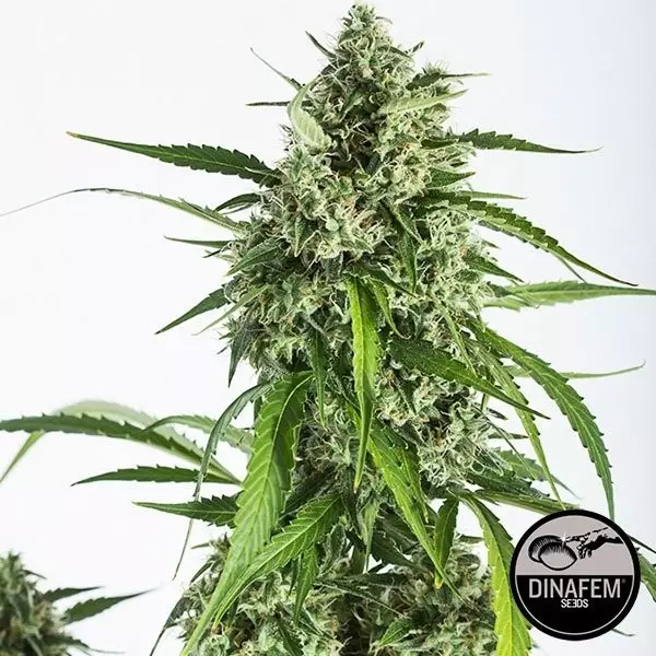 View White Widow XXL Auto fem. de Dinafem - GB The Green Brand