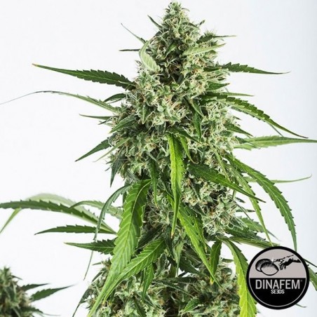 White Widow XXL Autoflowering