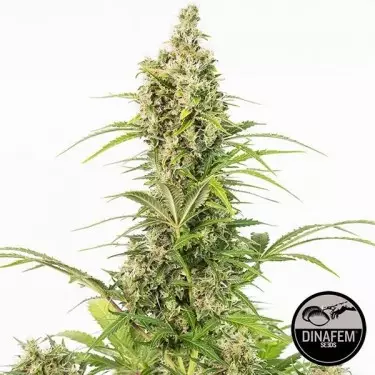 White Widow Autoflowering cannabis plant