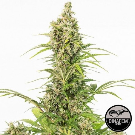 White Widow Autoflowering