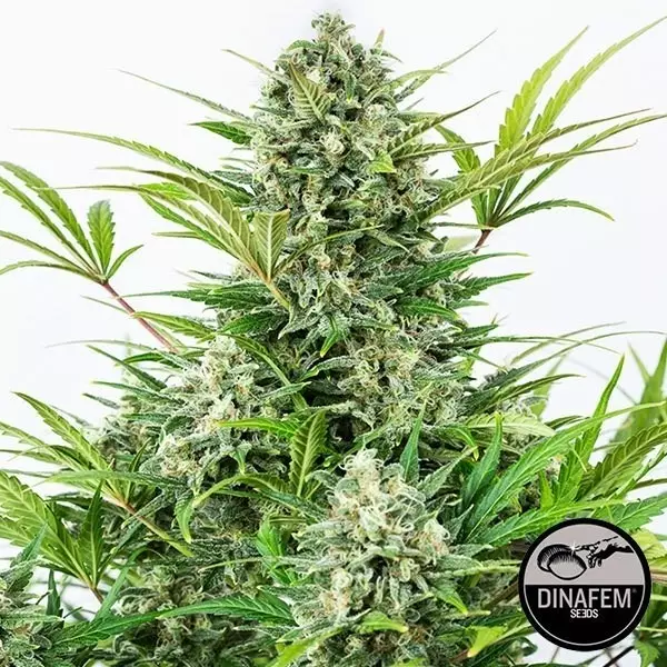View Critical Cheese Autoflowering marijuana plant