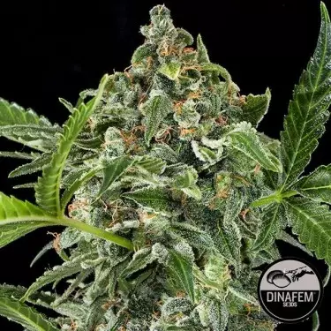 White Cheese Autoflowering cannabis plant