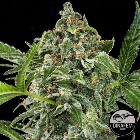 White Cheese Auto feminizada Dinafem - Grow Barato