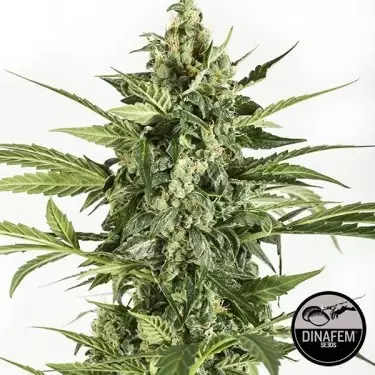 Blue Cheese Auto feminizado Dinafem - GB The Green Brand