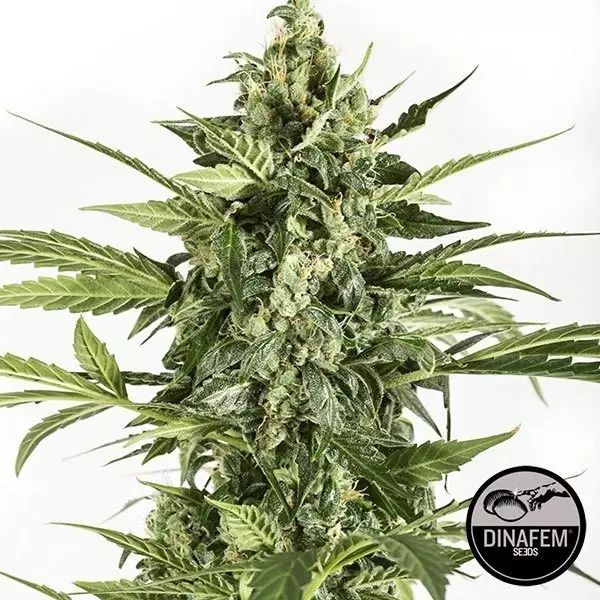 View Blue Cheese Auto feminizado Dinafem - GB The Green Brand