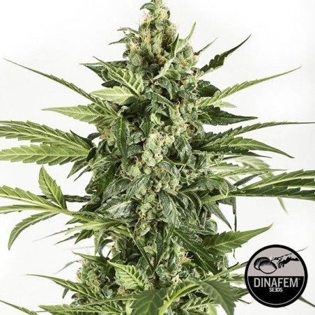 Blue Cheese Autoflowering