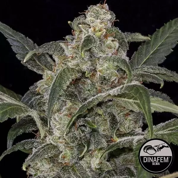 View Haze 2.0 Dinafem Autoflowering - GB The Green Brand