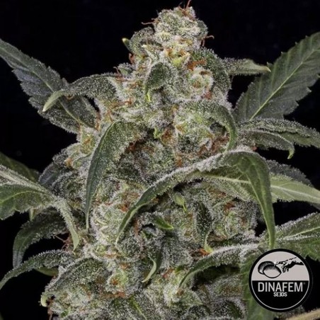 Haze 2.0 Autoflorecientes de Dinafem - Grow Barato