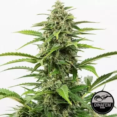 Critical+ Autoflowering