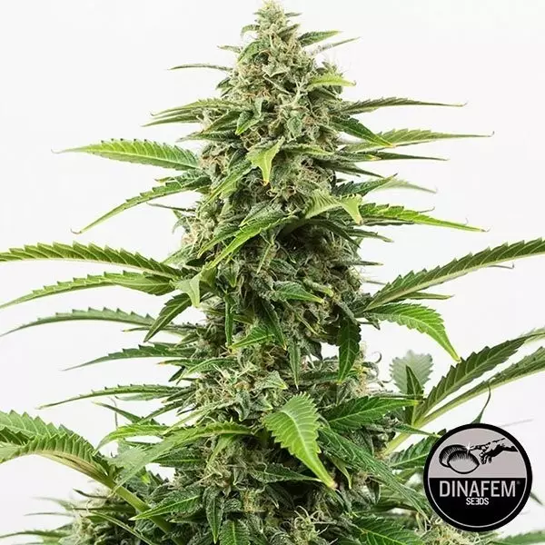 View Critical+ Autoflowering