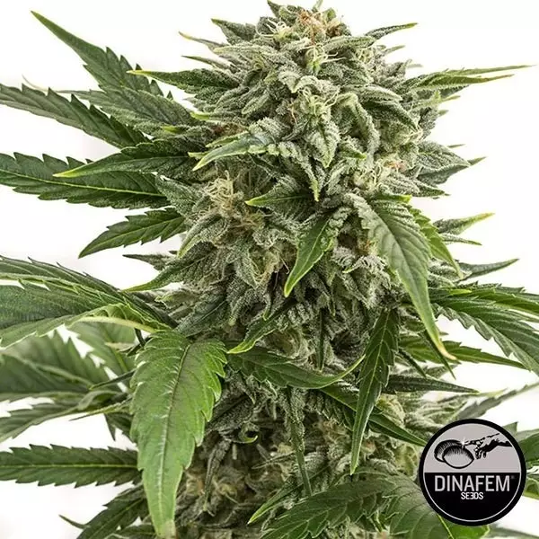 View Bubba Kush Auto feminizado Dinafem - GB The Green Brand