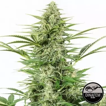 Dinamex Auto 100% feminizada Silent Seeds - Grow Barato