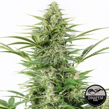 Dinamex Autoflowering marijuana plant