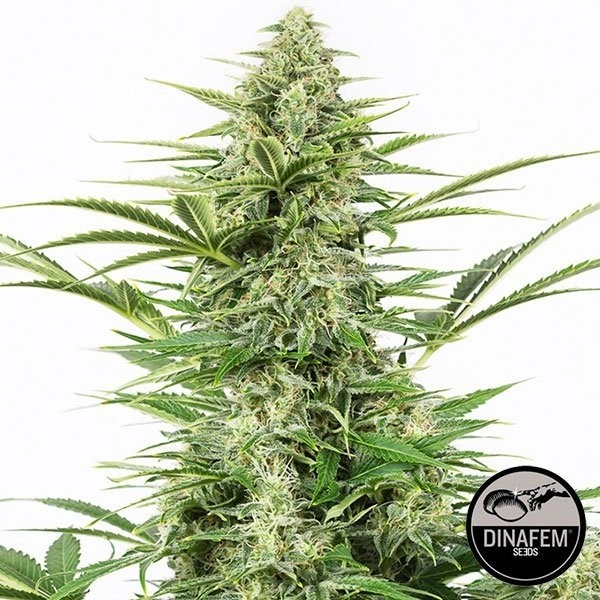 View Dinamex Auto 100% feminizada Silent Seeds - Grow Barato