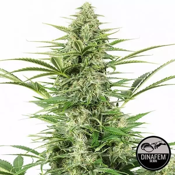 View Dinamex Auto 100% feminizada Silent Seeds - Grow Barato