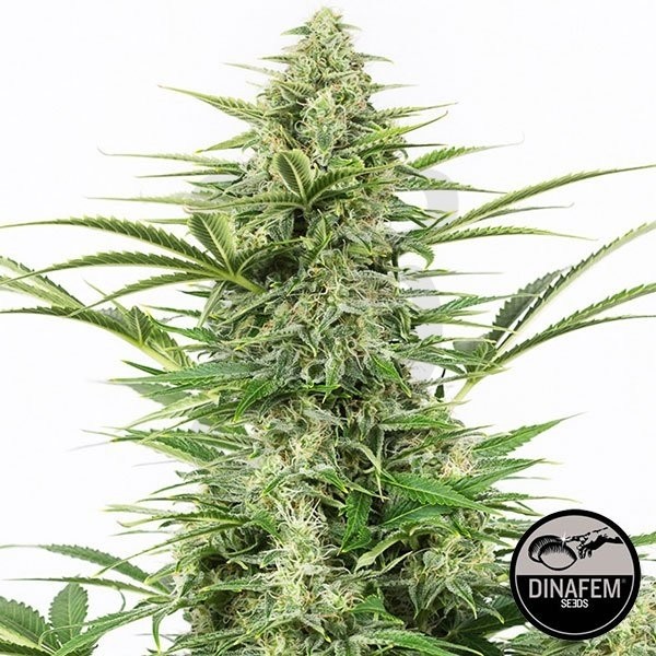 Plante de cannabis Dinamex Autoflowering