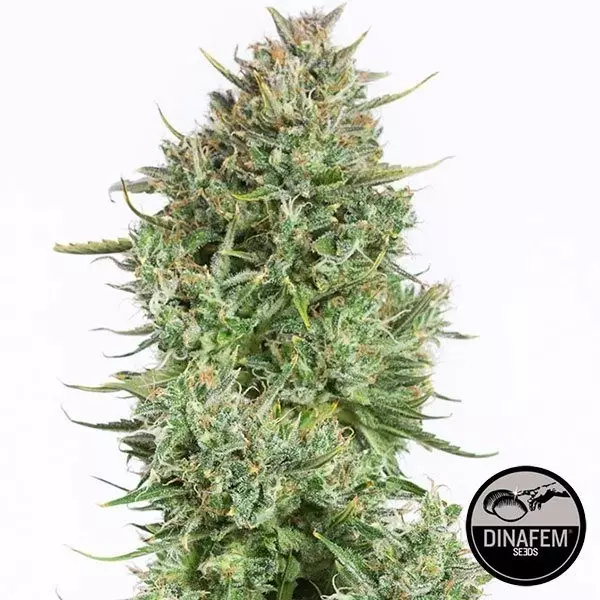 View Blue Kush Auto feminizado Dinafem - GB The Green Brand