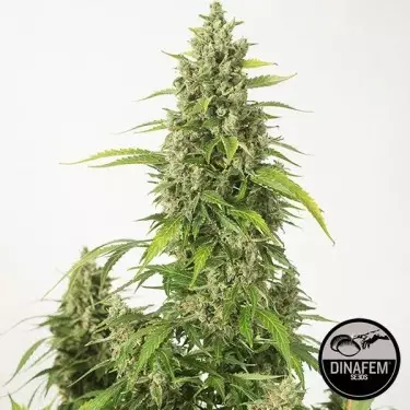 Haze XXL Autofloreciente de Dinafem - Grow Barato