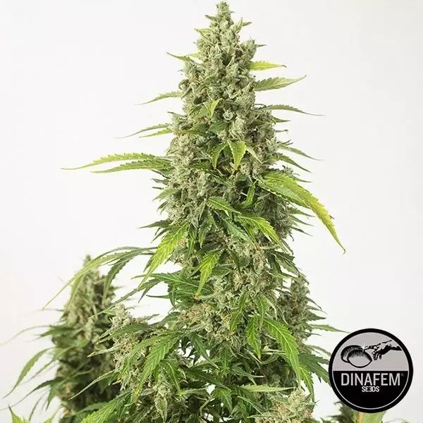 View Haze XXL Dinafem auto-florescente - GB The Green Brand