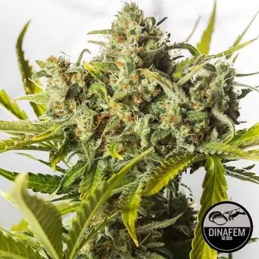 Blue Critical Autoflowering Dinafem - GB The Green Brand