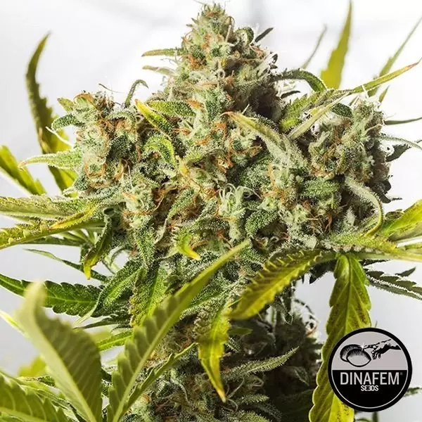 View Blue Critical Autoflowering Dinafem - GB The Green Brand